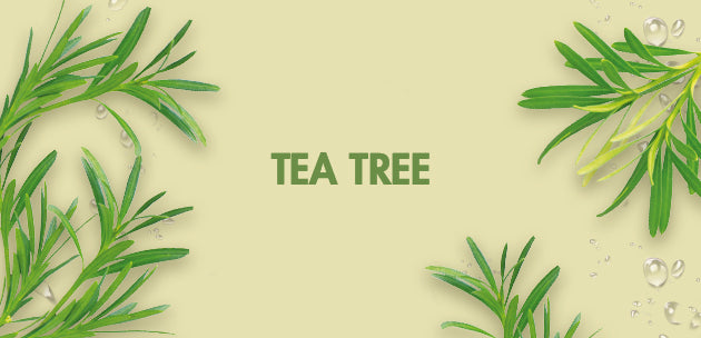 how we source our tea tree oil