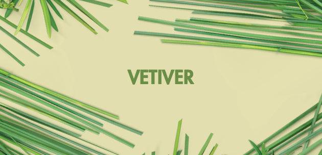 how we source our vetiver essential oil