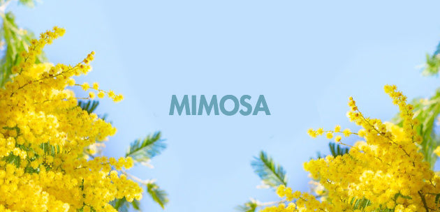 the sourcing of mimosa flowers