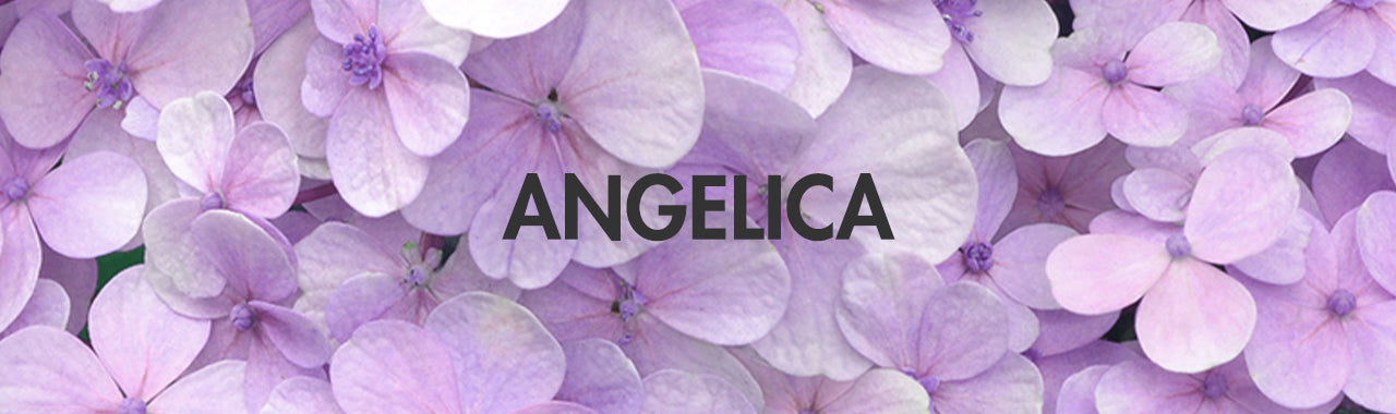 Angelica