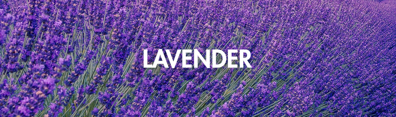 Lavender