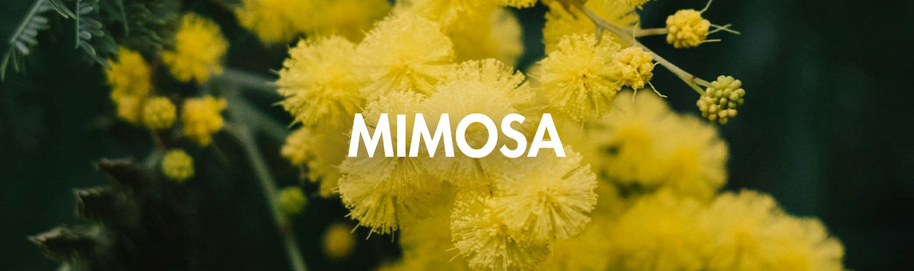 Mimosa Flower