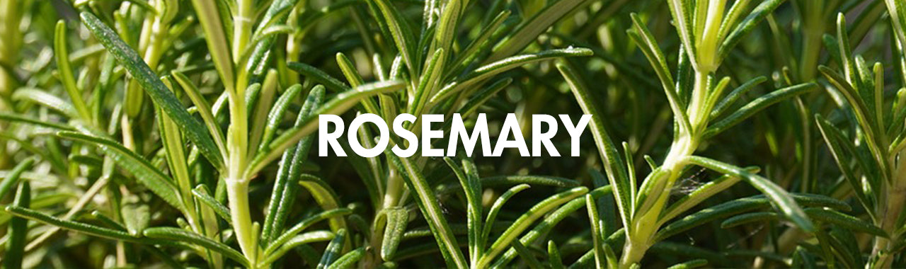 Rosemary