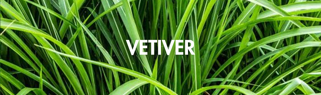 Vetiver